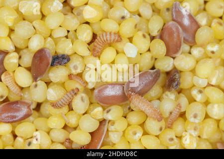 Khapra beetle (Trogoderma granarium) on groats. Dermestidae family pest of stored grain. Stock Photo