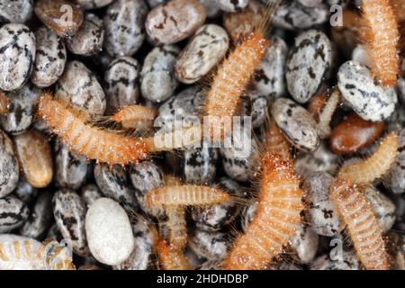 Khapra beetle (Trogoderma granarium) on chia seeds. Dermestidae family pest of stored grain. Stock Photo