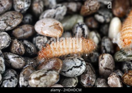 Khapra beetle (Trogoderma granarium) on chia seeds. Dermestidae family pest of stored grain. Stock Photo