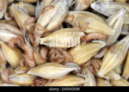 Khapra beetle (Trogoderma granarium) on barley grains. Dermestidae family pest of stored grain. Stock Photo