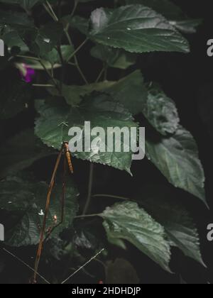 Dragonfly perched on twig plant with green leaf Stock Photo