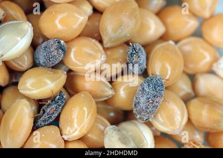 Khapra beetle (Trogoderma granarium) on millet seeds. Dermestidae family pest of stored grain. Stock Photo