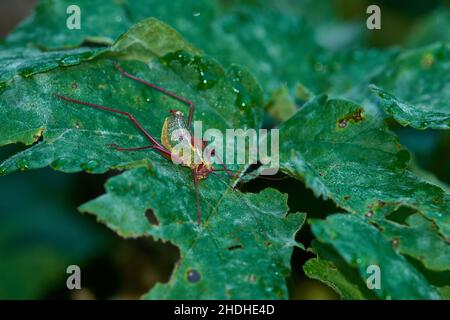 insects grasshopper locusts grasshoppers barbitistes serricauda Stock ...