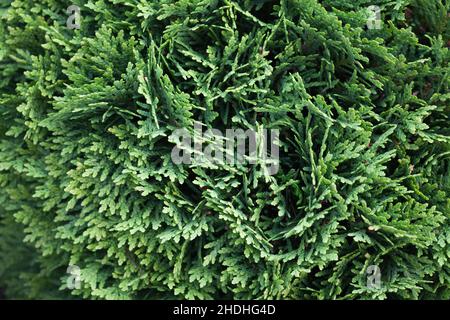 Green hedgerow macro photo, Natural thuja branches, background photo texture Stock Photo