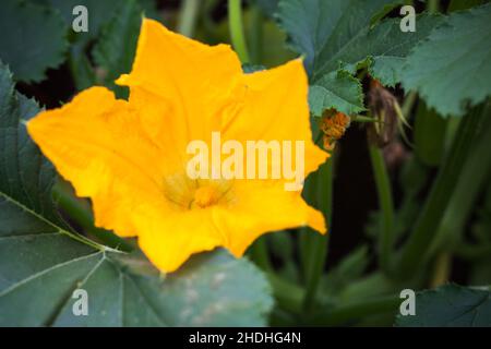 Yellow flowers of  zucchini, close up photo with selective focus Stock Photo