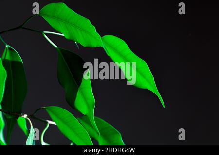 Fresh green leaves over dark background, close up photo with selective focus. Ficus benjamina Stock Photo