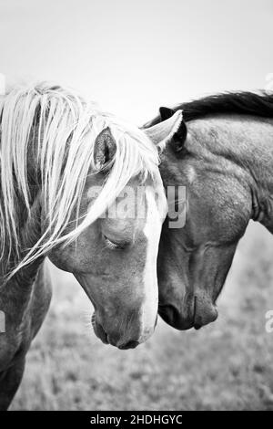Affectionate Quarter Horses in black and white. Stock Photo