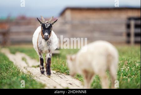 American Pygmy (Cameroon goat) walking on the ground wooden footpath, blurred lamb near Stock Photo