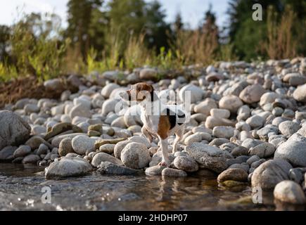 Small Jack Russell terrier walking by the river, her fur wet from swimming, one leg up, looking curious Stock Photo