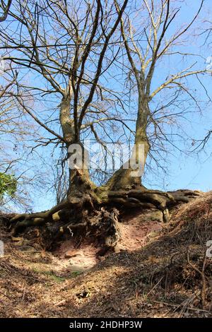 tree root, roots, tree roots, root Stock Photo