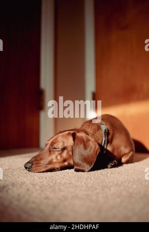 Cute pure-bred short-haired dachshund sleeps on carpet in a house in the sun. Small wiener dog lays down and sunbathes on carpet. Little dog rests Stock Photo