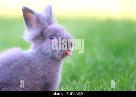 Cute grey fluffy rabbit sitting on grass backyard. Stock Photo
