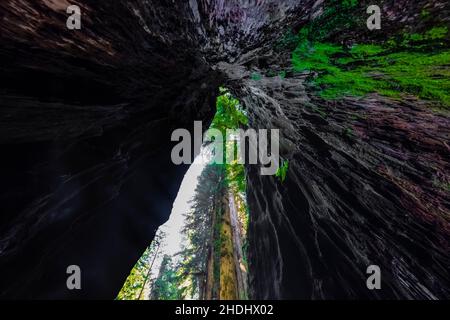 View from inside a towering Coast Redwood grove in Prairie Creek Redwoods State Park, Redwood National and State Parks, California, USA Stock Photo