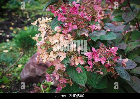 Panicled hydrangea - Hydrangea paniculata in the garden, flowering plant Stock Photo