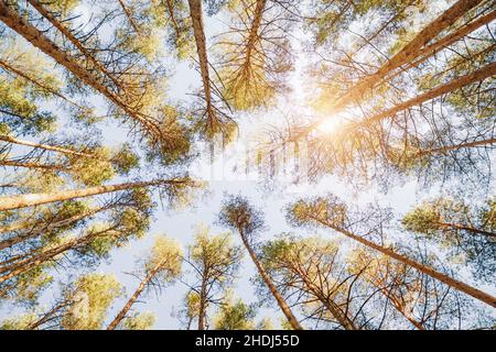 Spring forest background, pine trees in blue sunny sky, upwards view Stock Photo