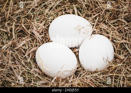 Three white chicken eggs on hay background, organic farm produce Stock Photo