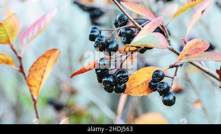 Chokeberry fruits on bush branch, Aronia berries in autumn garden Stock Photo