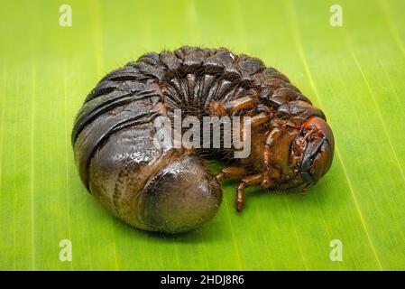 larva, scarab beetle, larvas, scarab beetles, scarabaeidae, scarabs Stock Photo