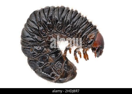 larva, scarab beetle, larvas, scarab beetles, scarabaeidae, scarabs Stock Photo