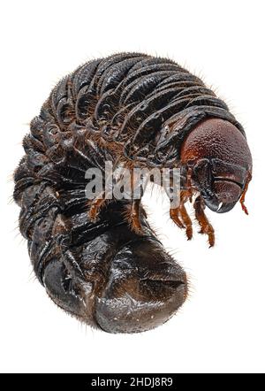 larva, scarab beetle, larvas, scarab beetles, scarabaeidae, scarabs Stock Photo