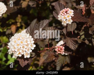 ornamental shrub, physocarpus opulifolius, ornamental shrubs, atlantic ninebark, common ninebark, ninebark Stock Photo