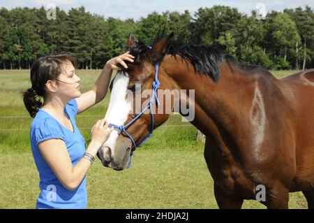 animal love, horsewoman, horses, animal loves, horsewomen, rider, horse Stock Photo