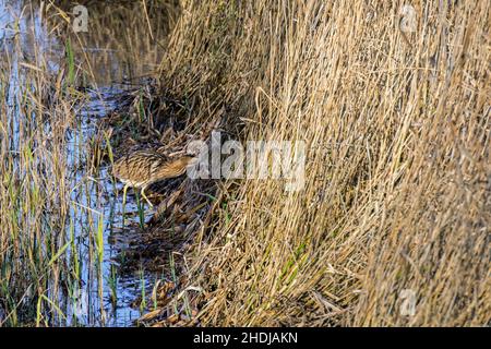 Eurasian bittern / great bittern (Botaurus stellaris) entering well camouflaged dense reed bed / reedbed along lake shore in winter Stock Photo