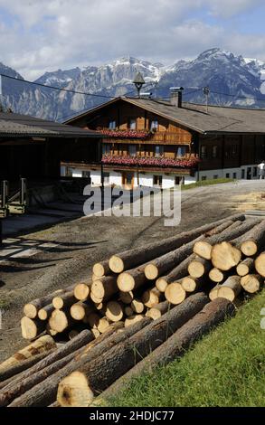 tree trunks, trunk wood, tree trunk, trunk woods Stock Photo