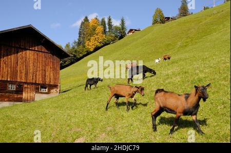 pastures, goat herd, pasture, goat herds Stock Photo