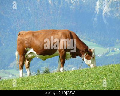 cow, grazing, cows Stock Photo