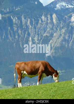 cow, grazing, mountain pasture, cows, mountain pastures Stock Photo