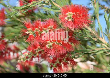 melaleuca viminalis Stock Photo