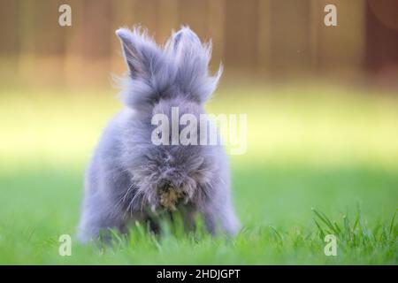 Cute grey fluffy rabbit sitting on grass backyard. Stock Photo