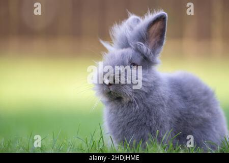 Cute grey fluffy rabbit sitting on grass backyard. Stock Photo