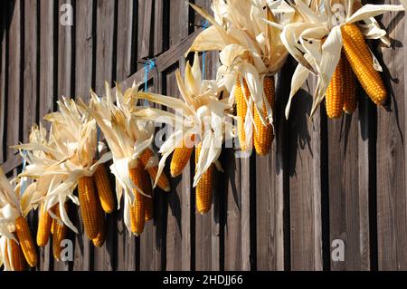 drying, maize cob, dry, dryings, corn on the cobs Stock Photo