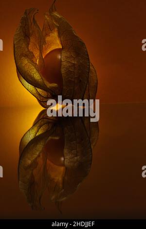 Vertical shot of a glowing Physalis with reflection on the ground Stock Photo