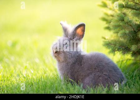 Cute grey fluffy rabbit sitting on grass backyard. Stock Photo