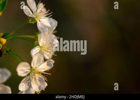 Blossom tree over nature background. Stock Photo