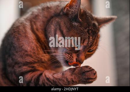 A European shorthair cat licking her front paw with her tongue Stock Photo