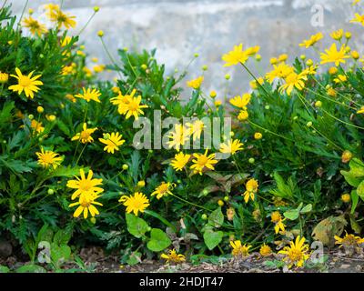 A Yellow Flower Known as African Bush Daisy or Bull's-Eye (Euryops chrysanthemoides) in a Garden on a Sunny Day Stock Photo