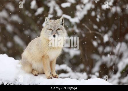 Corsac fox is sitting on white snow. Animals in wildlife. Animal with fluffy and warm fur. Stock Photo