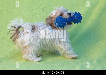 Bolonka Zwetna toy dog pup playing with chew toy, Germany Stock Photo