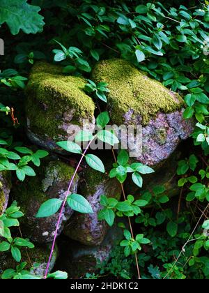 A close up of stone wall covered with moss and vines Stock Photo