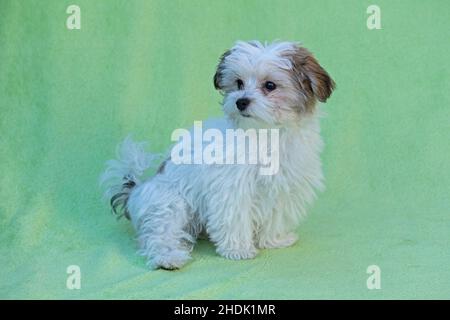 Portrait, Bolonka Zwetna toy dog pup, Germany Stock Photo