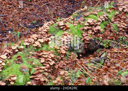 armillaria ostoyae Stock Photo