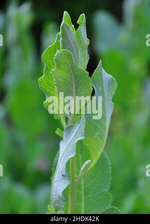 costmary, alecost, balsam herb, bible leaf, mint geranium, tanacetum balsamita Stock Photo
