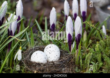 easter nest, spring, crocus, easters Stock Photo