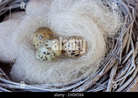easter, quail, easters, quails Stock Photo