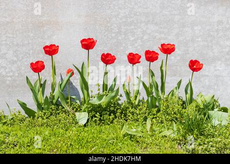 red spring tulips on gray background Stock Photo
