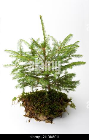tree, spruce tree, uprooted, trees, spruce trees, uprooteds Stock Photo